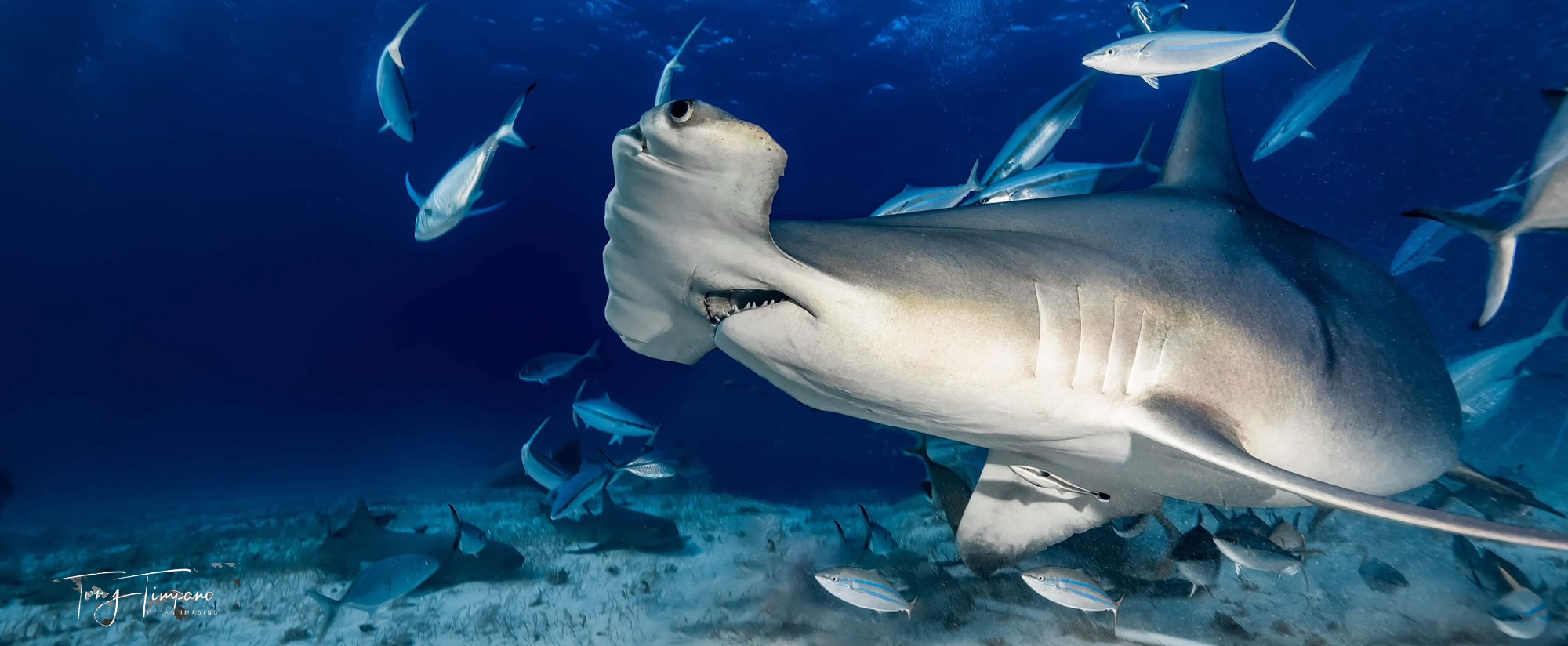 hammerhead shark
