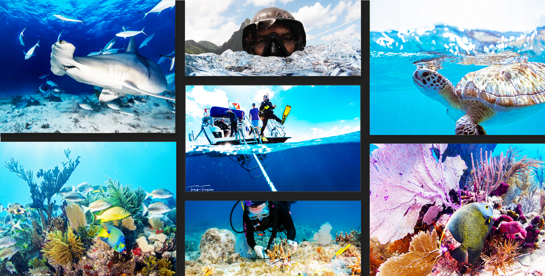home banner undersea images